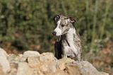 WHIPPET 167